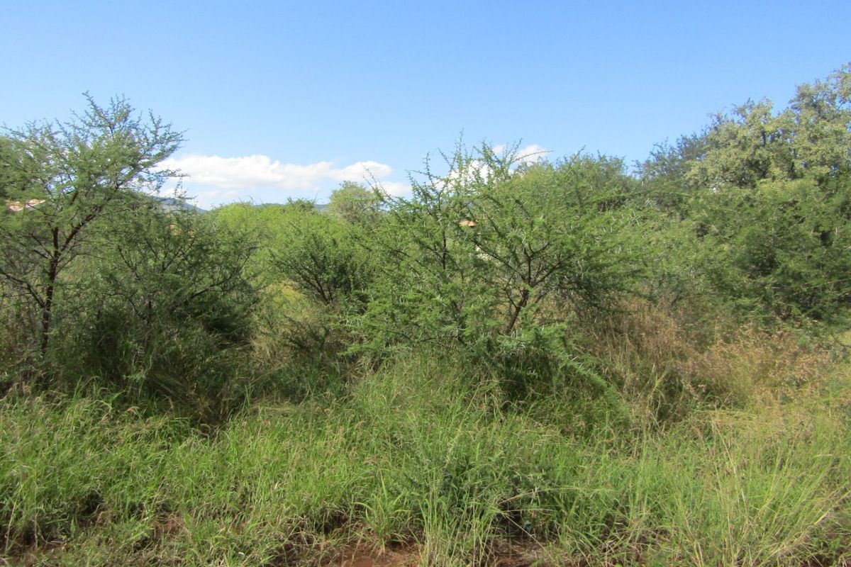 A view of a vacant residential plot featuring natural vegetation and established trees under a clear blue sky.