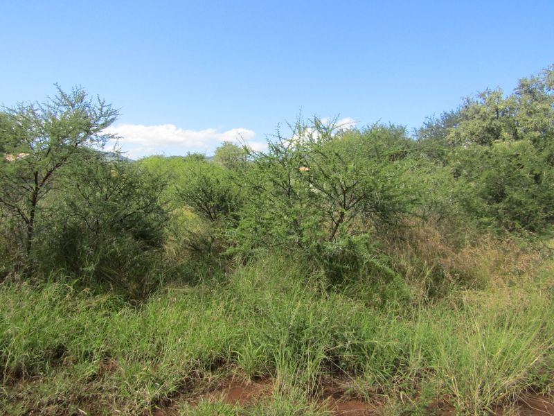 A view of a vacant residential plot featuring natural vegetation and established trees under a clear blue sky.