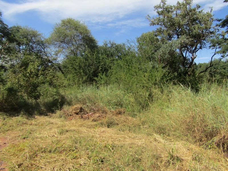 A view of a natural, undeveloped residential plot featuring mature trees and wild vegetation.