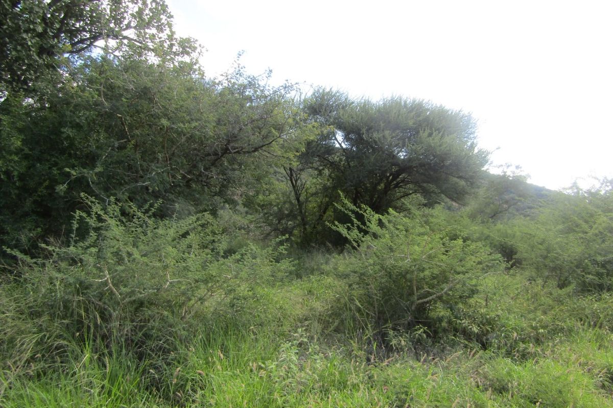 A view of the natural, undeveloped landscape featuring dense native vegetation and mature trees on the residential plot.