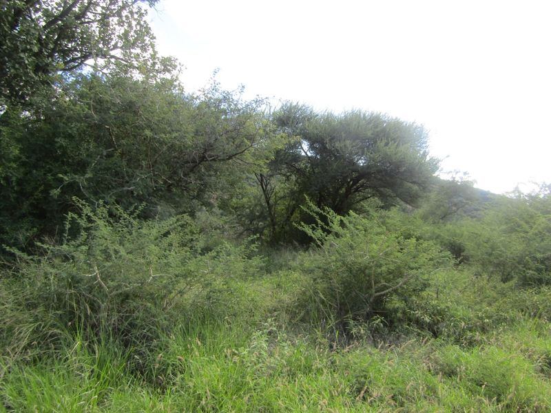 A view of the natural, undeveloped landscape featuring dense native vegetation and mature trees on the residential plot.