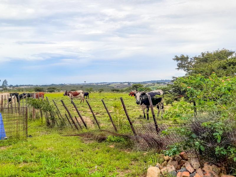 Farm for Sale – East London Rural | R3,500,000 | 9.3 ha - Photo 7