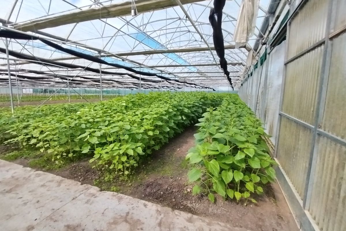 Grow anything - huge facilities - Photo 3