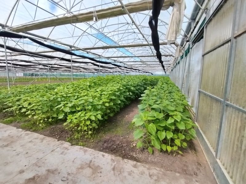 Grow anything - huge facilities - Photo 3