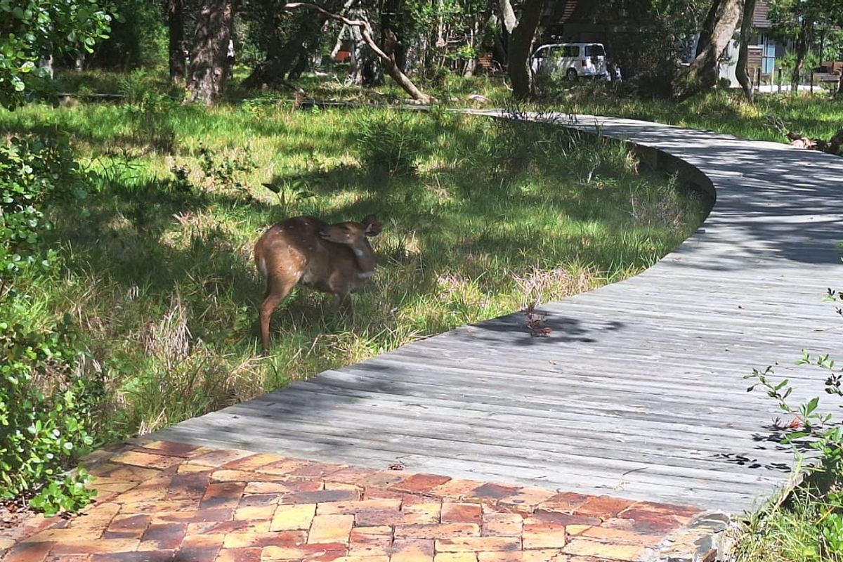 Knysna. Where nature meets luxury with tranquil estuary living under ancient Milkwood trees  - Photo 4