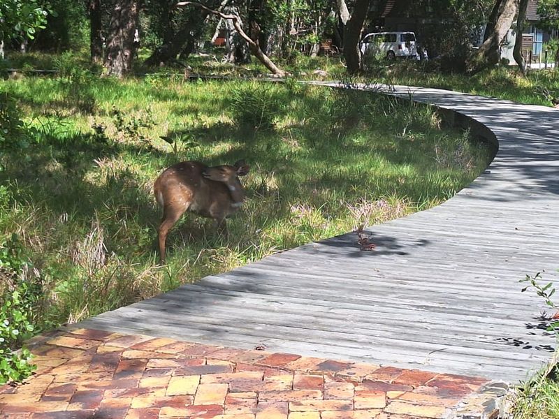 Knysna. Where nature meets luxury with tranquil estuary living under ancient Milkwood trees  - Photo 4