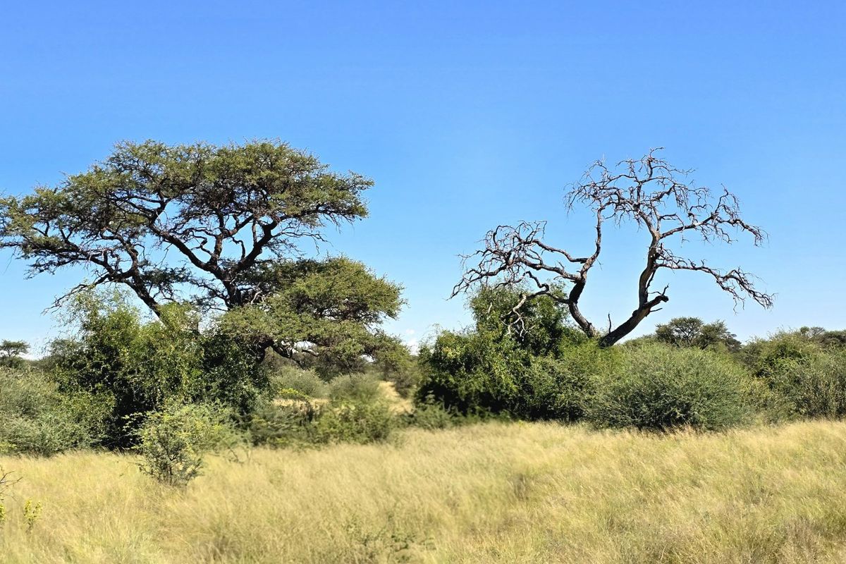 Magnificent livestock farm near Deben in the Kalahari. - Photo 3