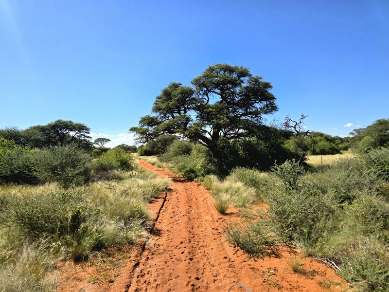A scenic view of a dirt farm road winding through natural bushveld landscape with indigenous trees under a clear blue sky.