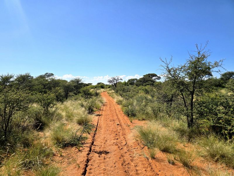 A view of a dirt track winding through natural bushveld and native vegetation on the farm property.