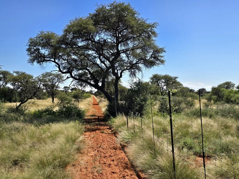 A scenic view of the farm landscape featuring a dirt track running alongside a wire fence and mature indigenous trees.