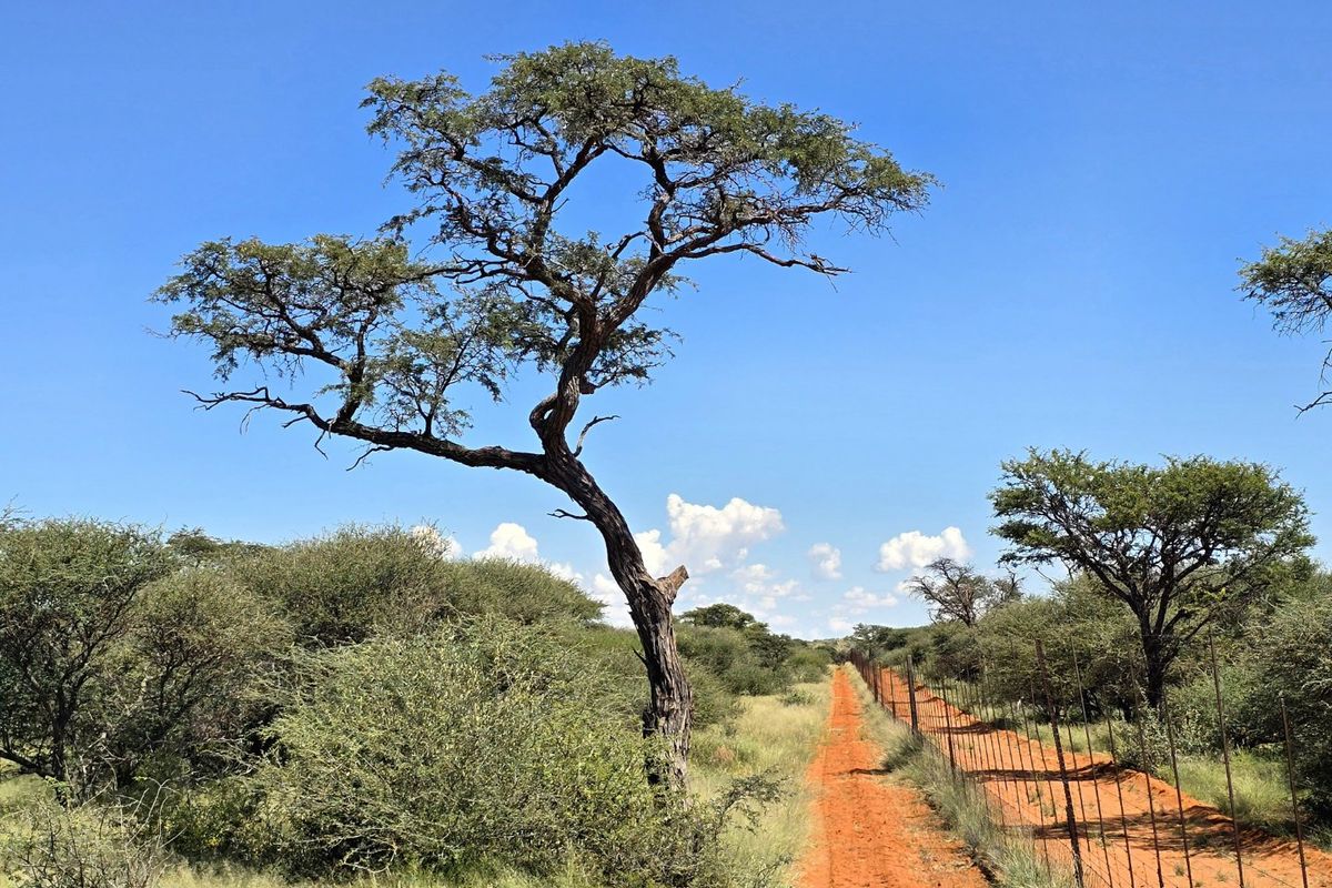 A view of a dirt farm track bordered by a wire fence and native trees under a clear blue sky.