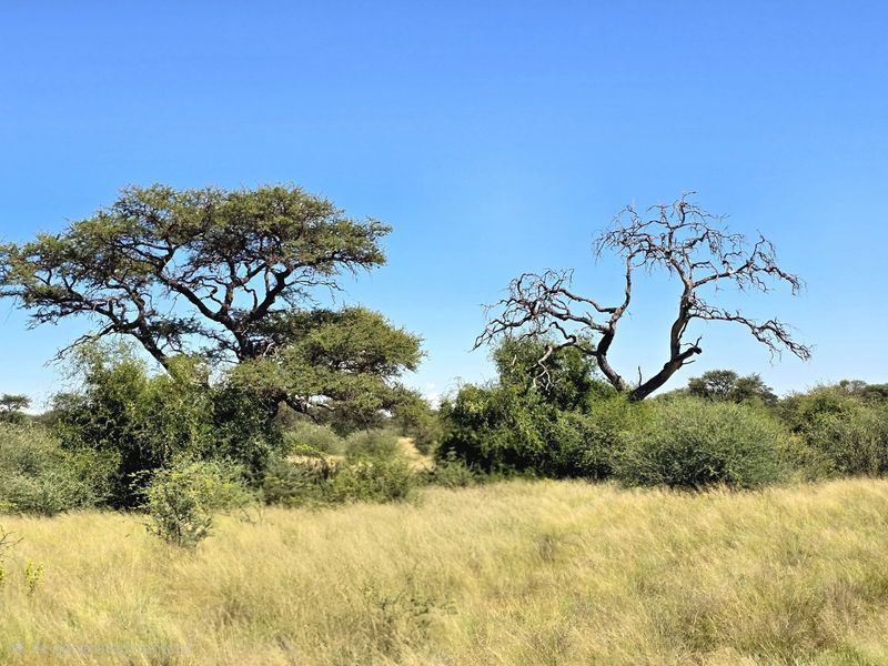 A scenic view of the natural landscape featuring native trees and dry grassland on the farm property.