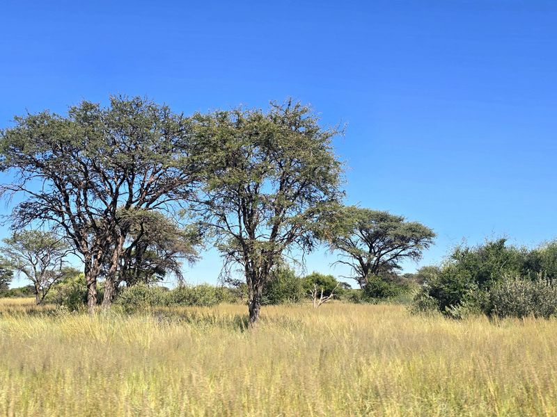 A scenic view of the open farm landscape featuring native trees and natural grassland under a clear blue sky.