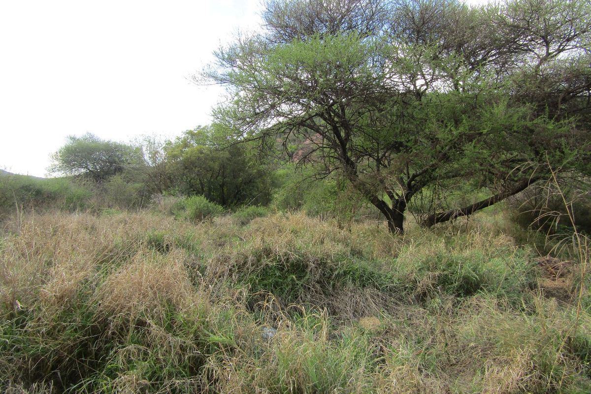 A view of the natural landscape featuring established native trees and wild grasses on the residential vacant land.