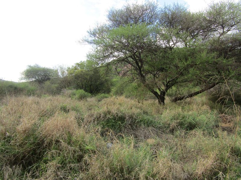 A view of the natural landscape featuring established native trees and wild grasses on the residential vacant land.