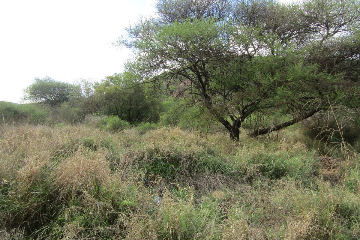 A view of the natural landscape featuring established native trees and wild grass on the vacant residential property.