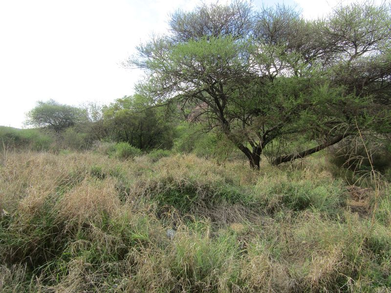 A view of the natural landscape featuring established native trees and wild grass on the vacant residential property.