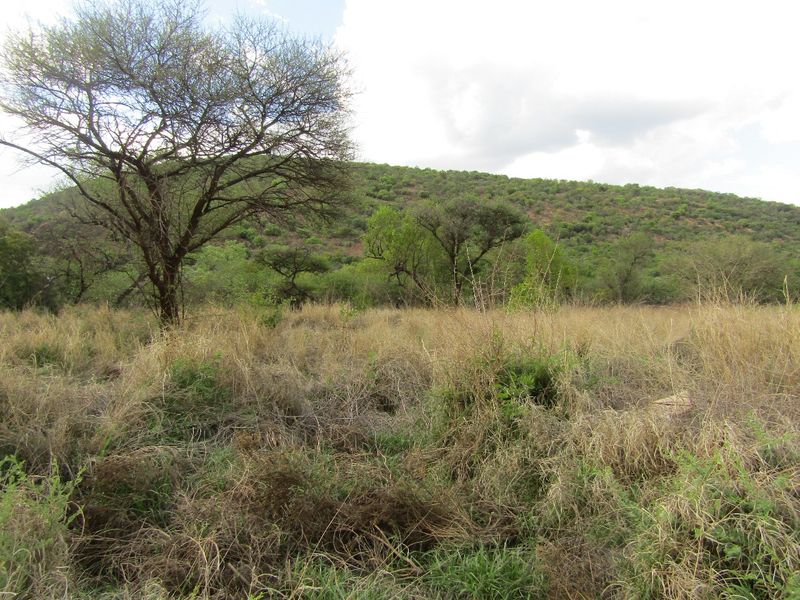 A scenic view of the natural landscape featuring native trees and hillside terrain on the vacant residential property.