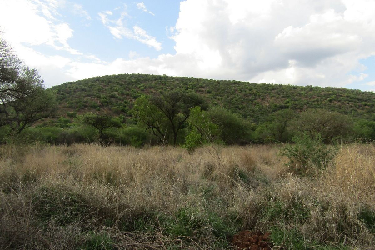 A scenic view of a natural hillside landscape with native vegetation and tall grasses on a vacant residential plot.