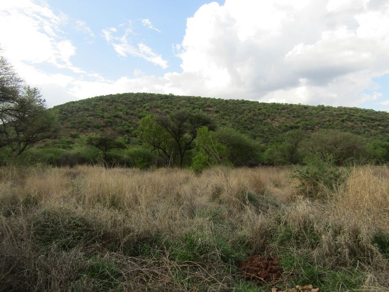 A scenic view of a natural hillside landscape with native vegetation and tall grasses on a vacant residential plot.