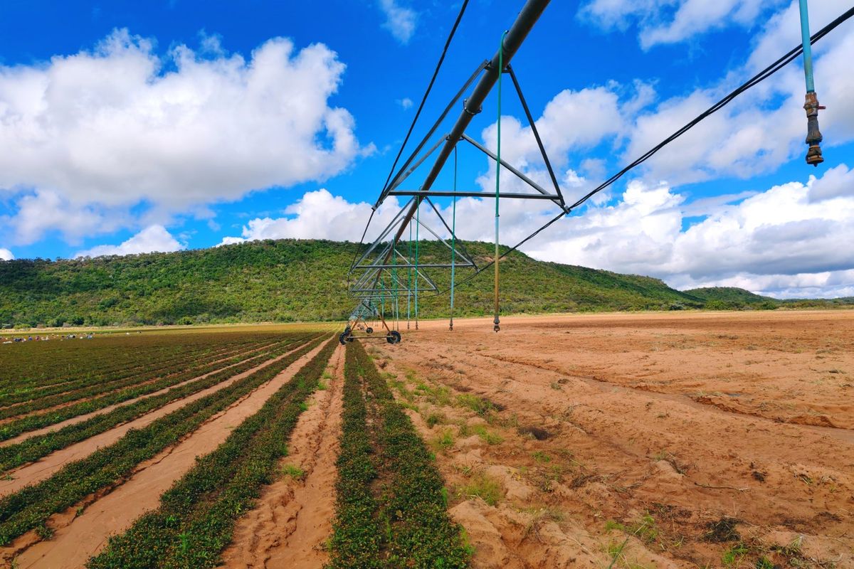Irrigation/Cattle farm for sale, Alma/Modimolle - Photo 5