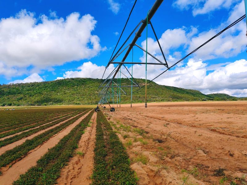 Irrigation/Cattle farm for sale, Alma/Modimolle - Photo 5