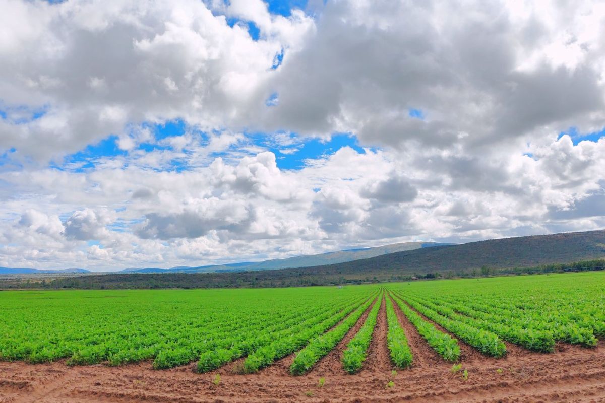 Irrigation/Cattle farm for sale, Alma/Modimolle - Photo 3
