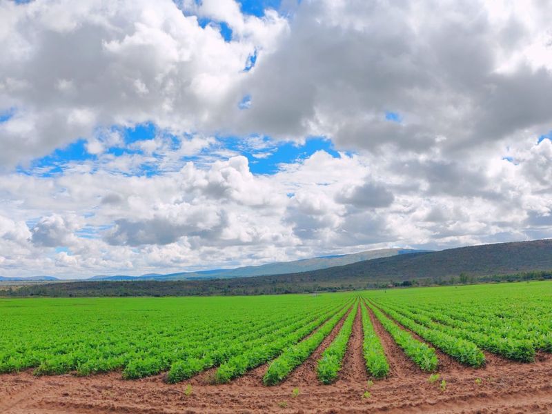 Irrigation/Cattle farm for sale, Alma/Modimolle - Photo 3