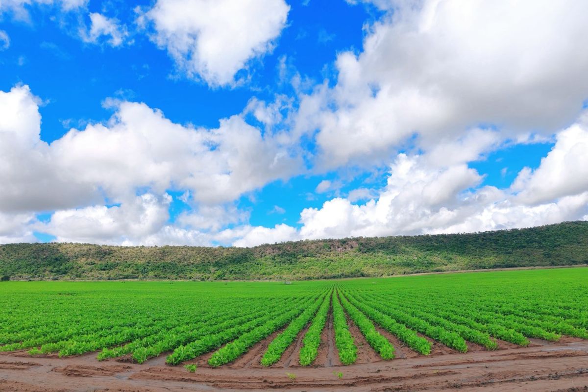 Irrigation/Cattle farm for sale, Alma/Modimolle - Photo 2