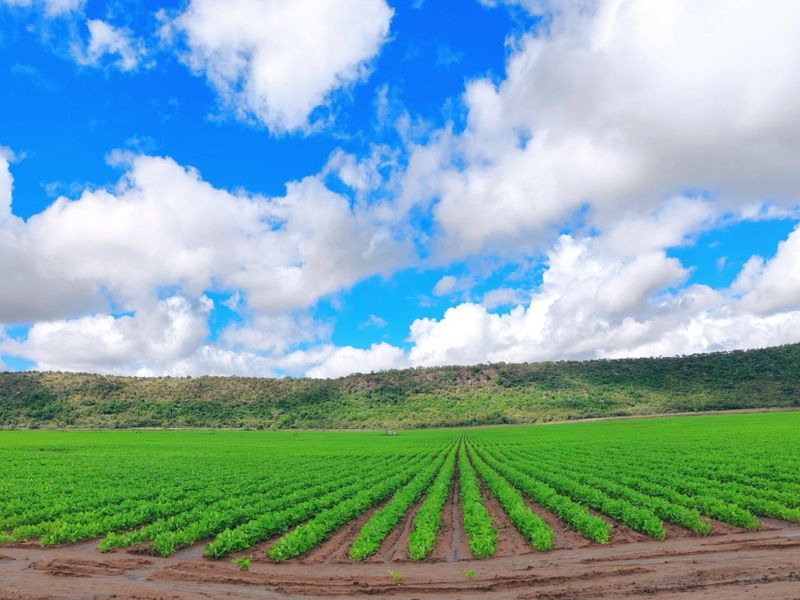 Irrigation/Cattle farm for sale, Alma/Modimolle - Photo 2