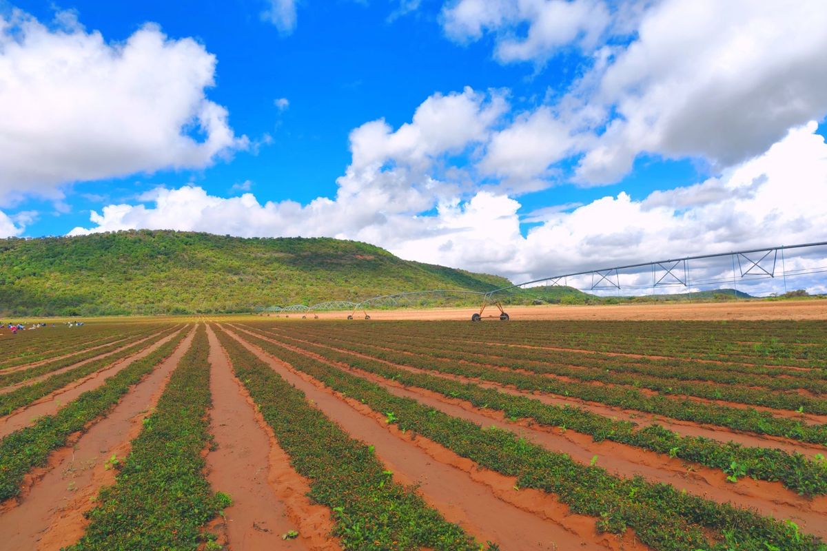 Irrigation/Cattle farm for sale, Alma/Modimolle - Photo 4