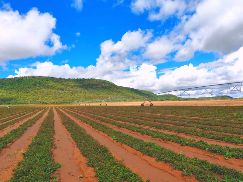 Irrigation/Cattle farm for sale, Alma/Modimolle - Photo 4