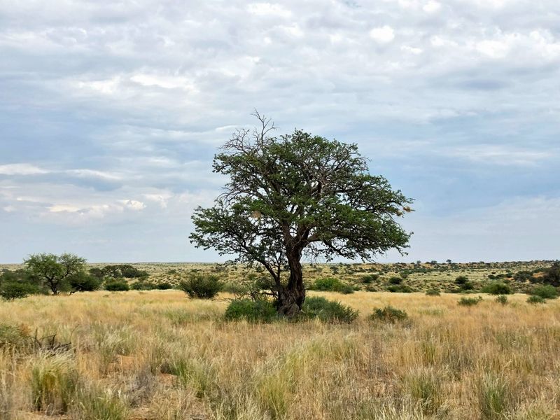 Northern Cape Grazing Gem Between Upington and Lutzputs – 5,054ha Semi-Desert Farm with Reliable Water & Development Potential - Photo 3