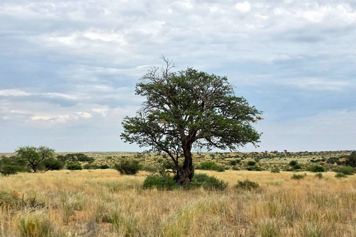 A scenic view of the expansive natural landscape and indigenous vegetation characteristic of the farm property.