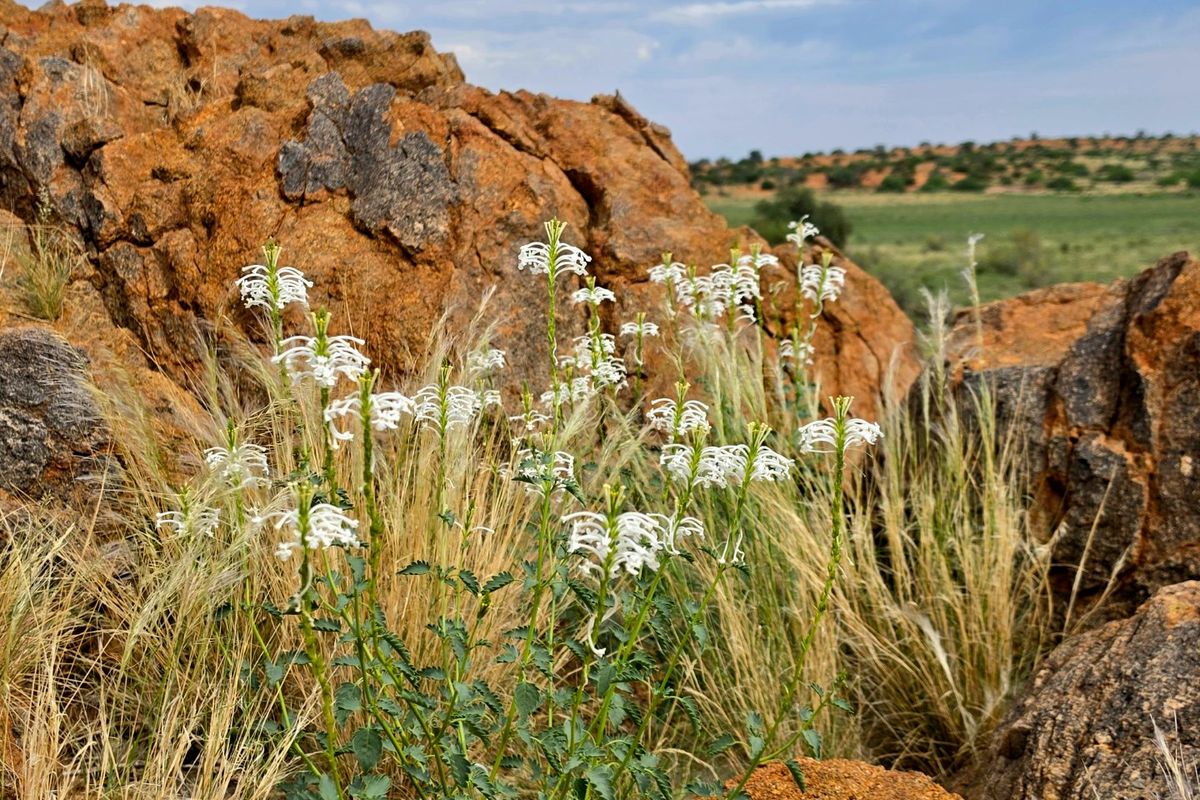 A scenic view of the natural landscape featuring rocky outcrops and indigenous flora on the farm property.