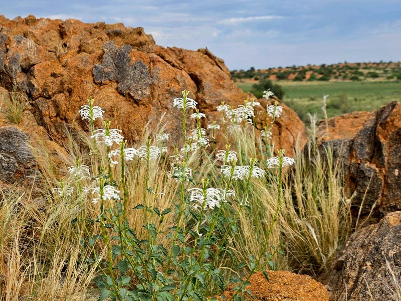 Northern Cape Grazing Gem Between Upington and Lutzputs – 5,054ha Semi-Desert Farm with Reliable Water & Development Potential - Photo 1