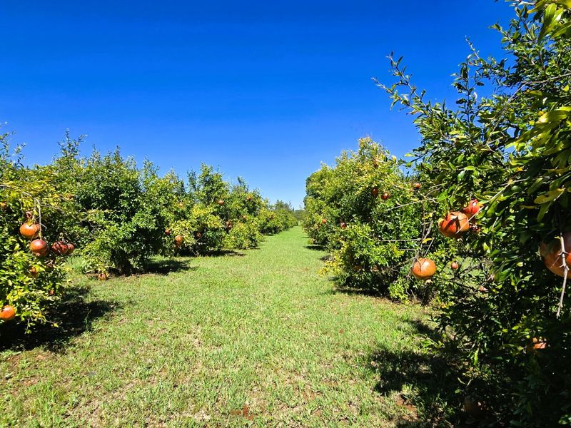 Prime 17.7 Hectare Income-Generating Smallholding with 3 Seperate Houses for Sale in Mooiplaats, Pretoria a Rare Lifestyle & Investment Opportunity - Photo 8