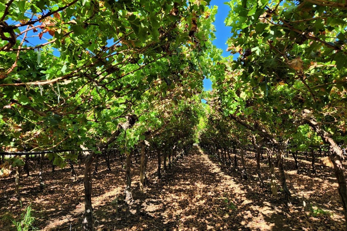 Irrigation Farm in the Kakamas / Augrabies Region - Photo 5
