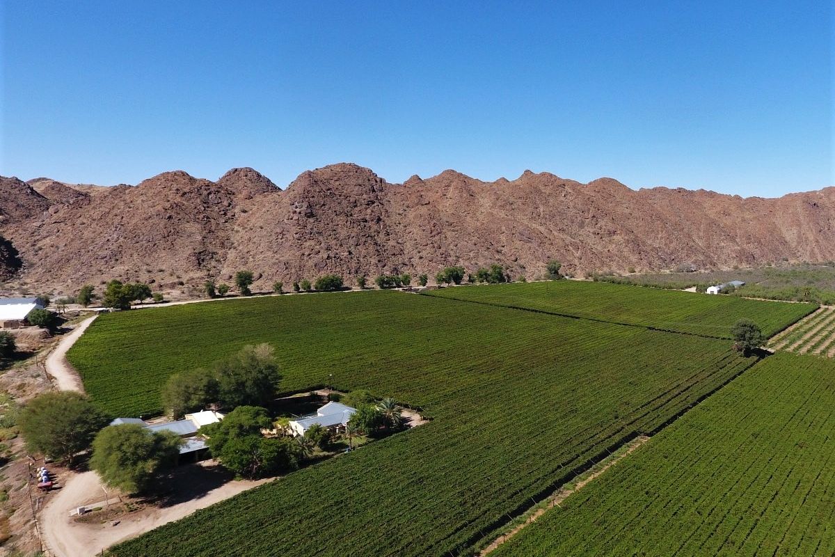 Aerial view of a large farm property featuring extensive vineyards, established farm buildings, and a scenic mountain backdrop.