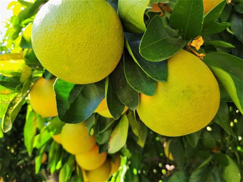A close-up view of healthy citrus fruit growing on trees within the property's garden area.