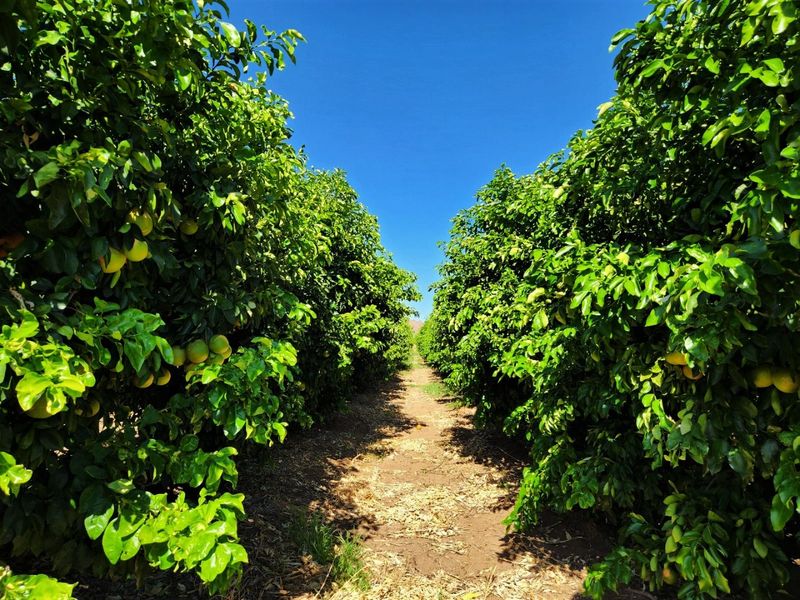 A well-maintained citrus orchard featuring rows of mature fruit-bearing trees along a central dirt path.