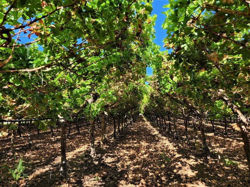A well-maintained vineyard row featuring established grapevines supported by a trellis system and integrated irrigation infrastructure.