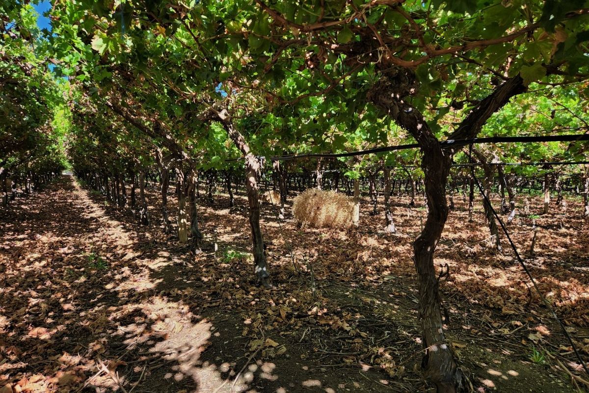 A well-maintained vineyard featuring mature grapevines arranged in rows with an integrated irrigation system.