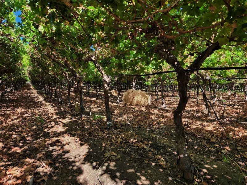 A well-maintained vineyard featuring mature grapevines arranged in rows with an integrated irrigation system.