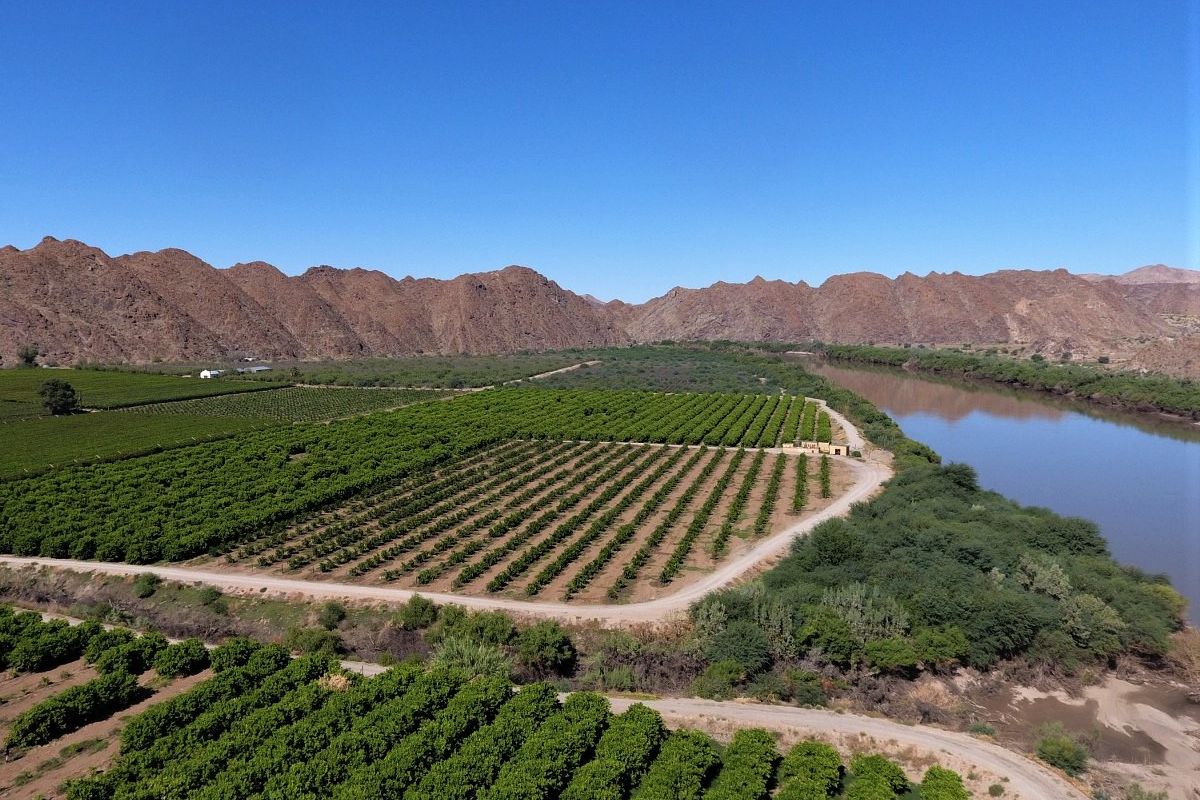 Aerial view of a large-scale agricultural farm featuring extensive orchards, established irrigation infrastructure, and direct river frontage against a mountain backdrop.