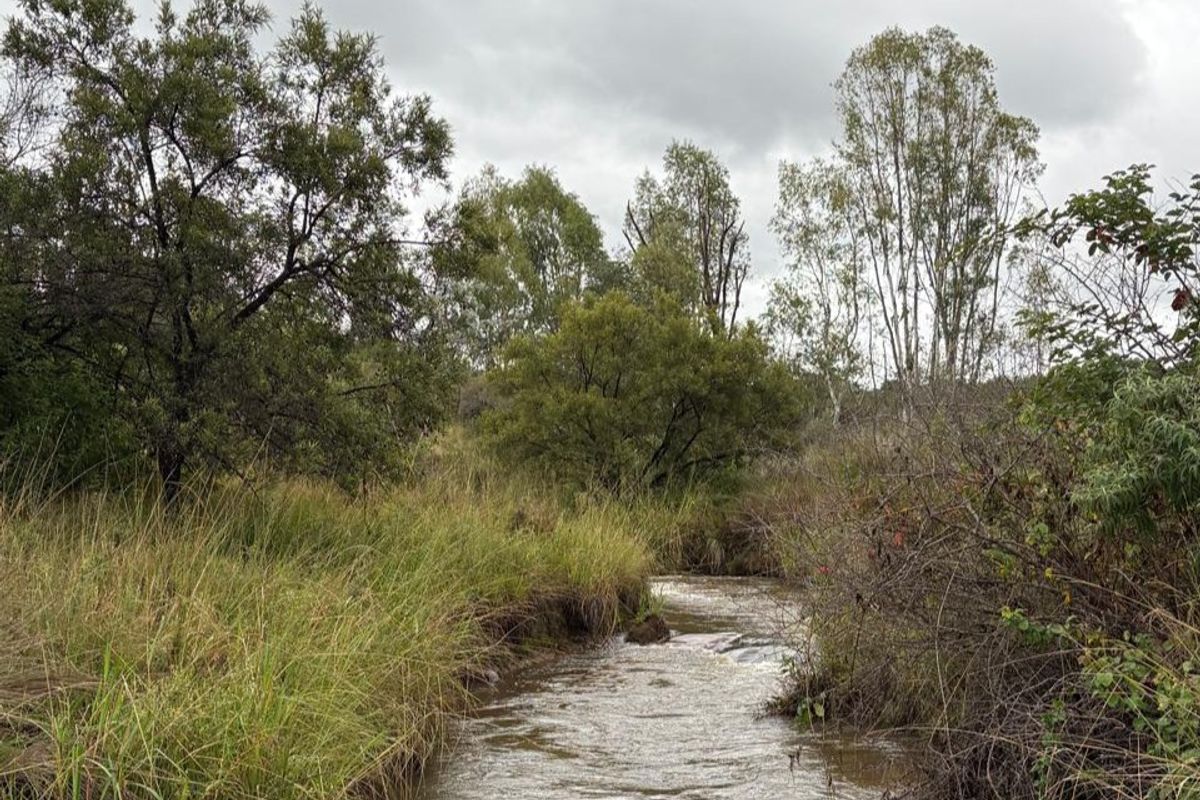 446 Hectare Bushveld Cattle Farm for Sale – Waterberg Region, Limpopo - Photo 3