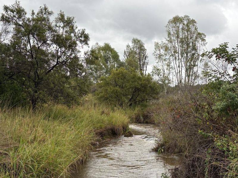 446 Hectare Bushveld Cattle Farm for Sale – Waterberg Region, Limpopo - Photo 3