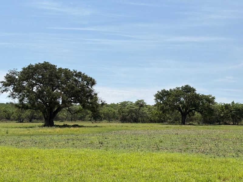 446 Hectare Bushveld Cattle Farm for Sale – Waterberg Region, Limpopo - Photo 7