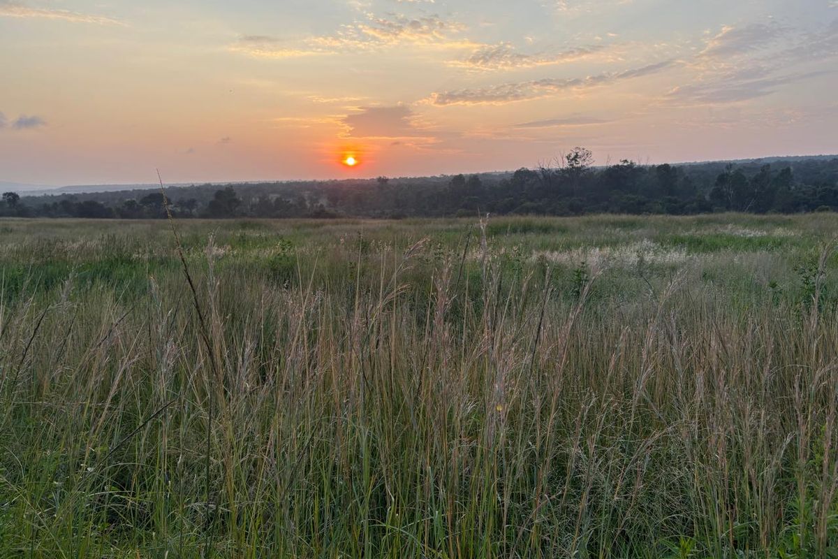 446 Hectare Bushveld Cattle Farm for Sale – Waterberg Region, Limpopo - Photo 4
