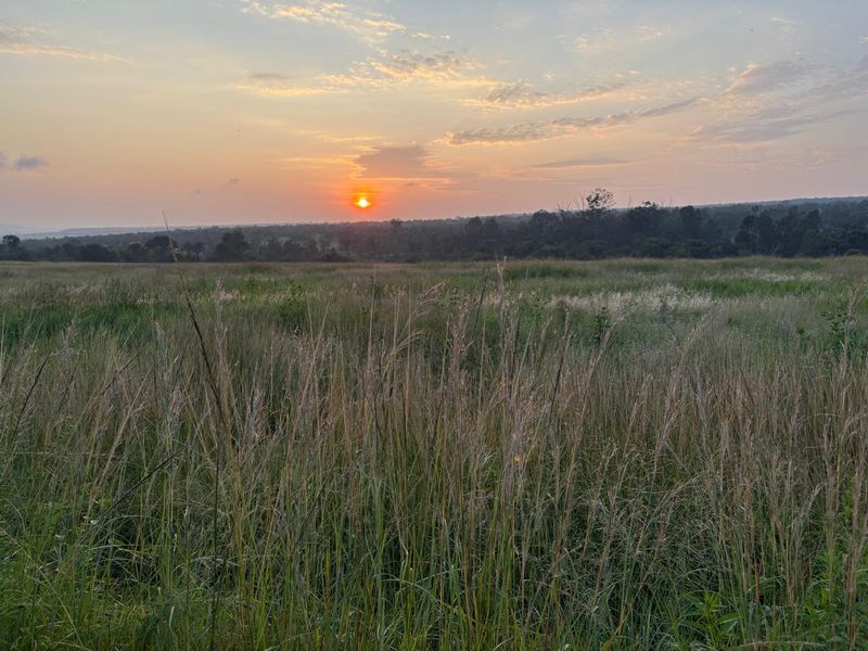 446 Hectare Bushveld Cattle Farm for Sale – Waterberg Region, Limpopo - Photo 4